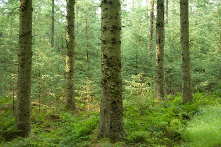 Clocaenog Forest - Natural regeneration (Sitka Spruce)