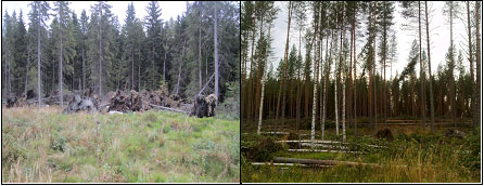 Figure 1. Under warming climate, the risk of wind damages in forests will increase regardless of any change in windiness. 