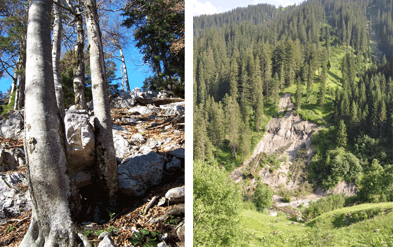 Figure 11: A limestone rock retained by beech trees (left, photo: Rupert Seidl). Landslide erosion of lateral moraines on forested slopes (right, photo: MJL).