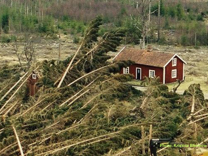 Figure SE-2: Kronoberg County was the most extensively damaged county in a major wind damage event on 8 January, 2005. The fallen trees resulted in extensive secondary effects straining civil security to its limits. Photo Kristina Blennow.